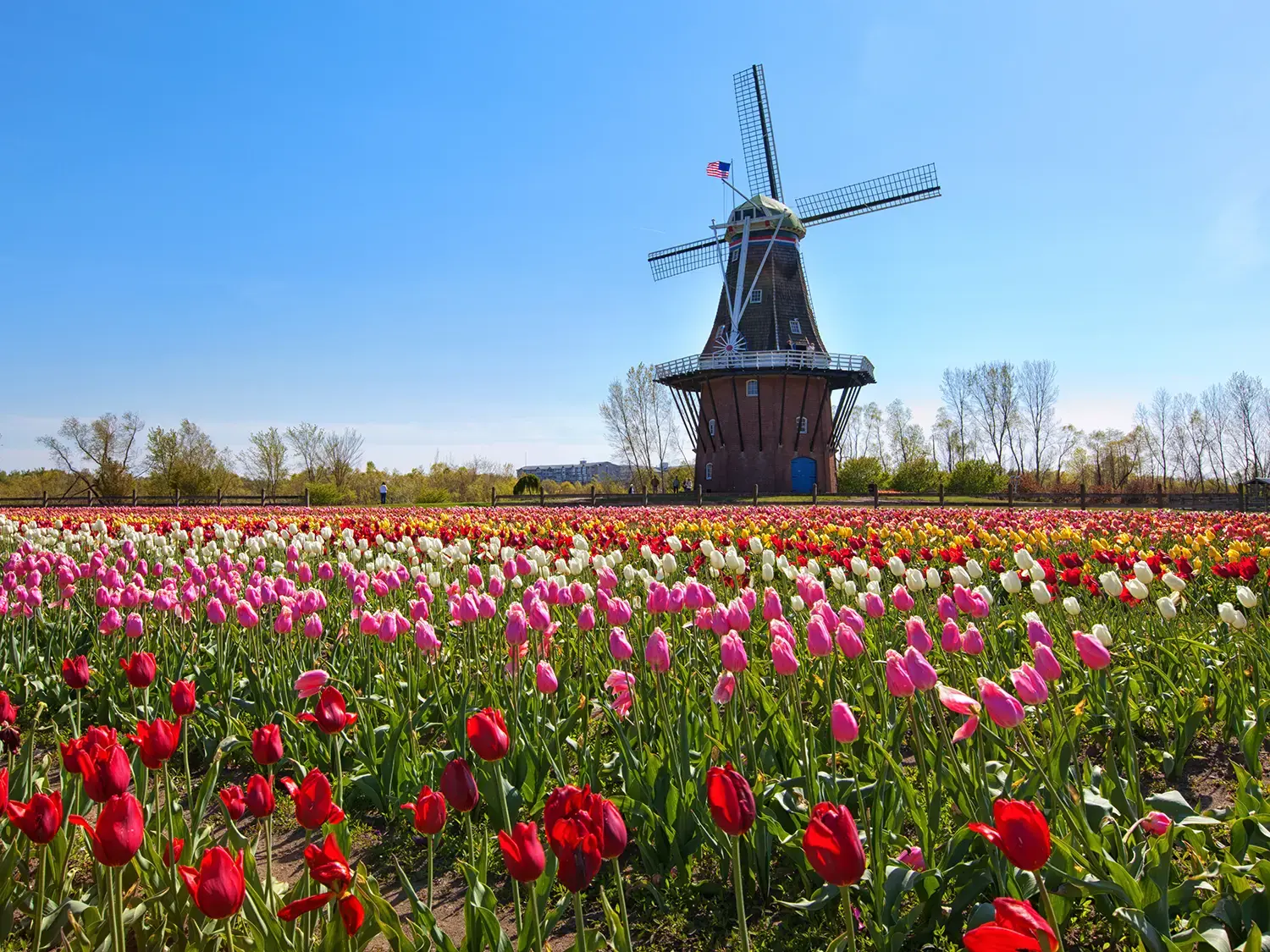Tulips in Holland, Michigan