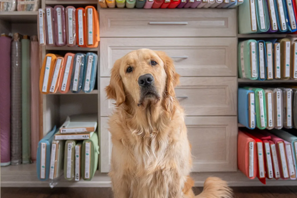 a golden retriever poses in front of stacks of fabric
