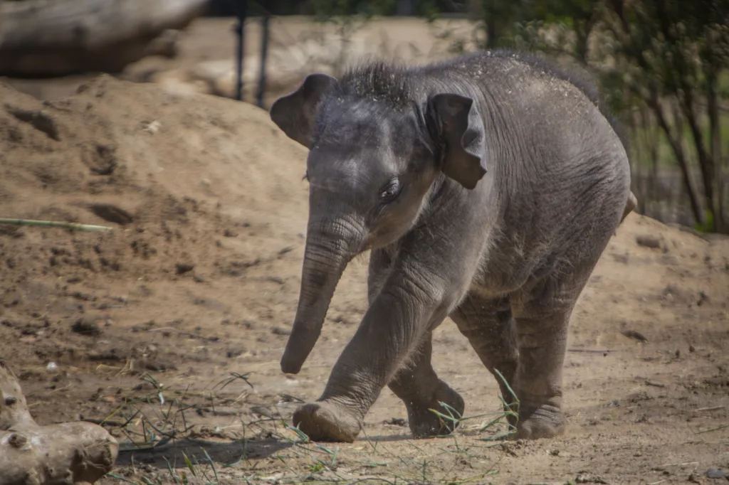 Jet the Asian Elephant at the Saint Louis Zoo