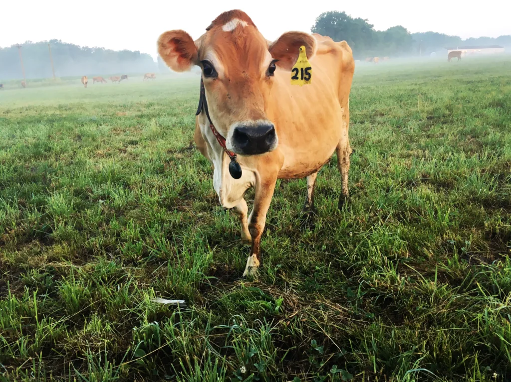 A cow at Marcoot Jersey Creamery