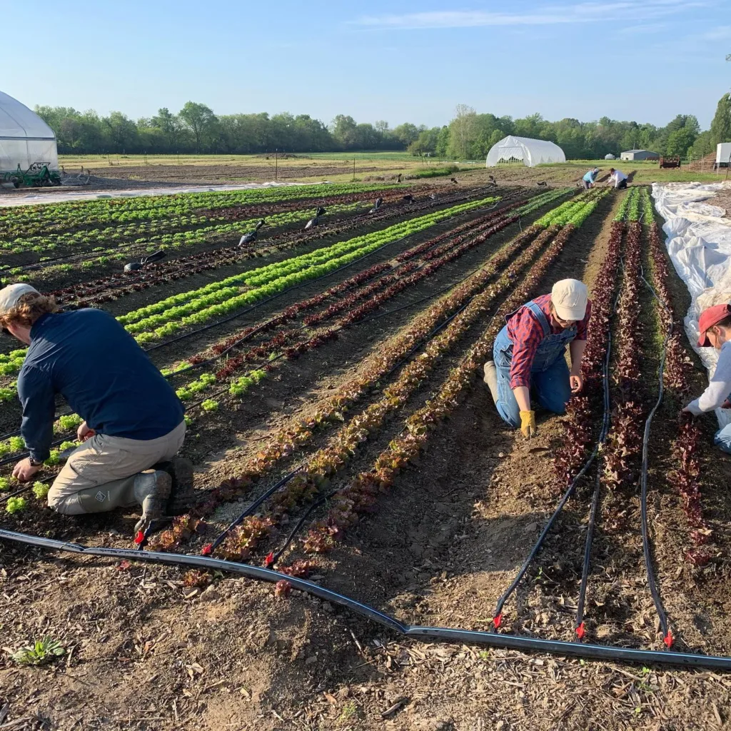 Workers tend to crops at Theodora Farms