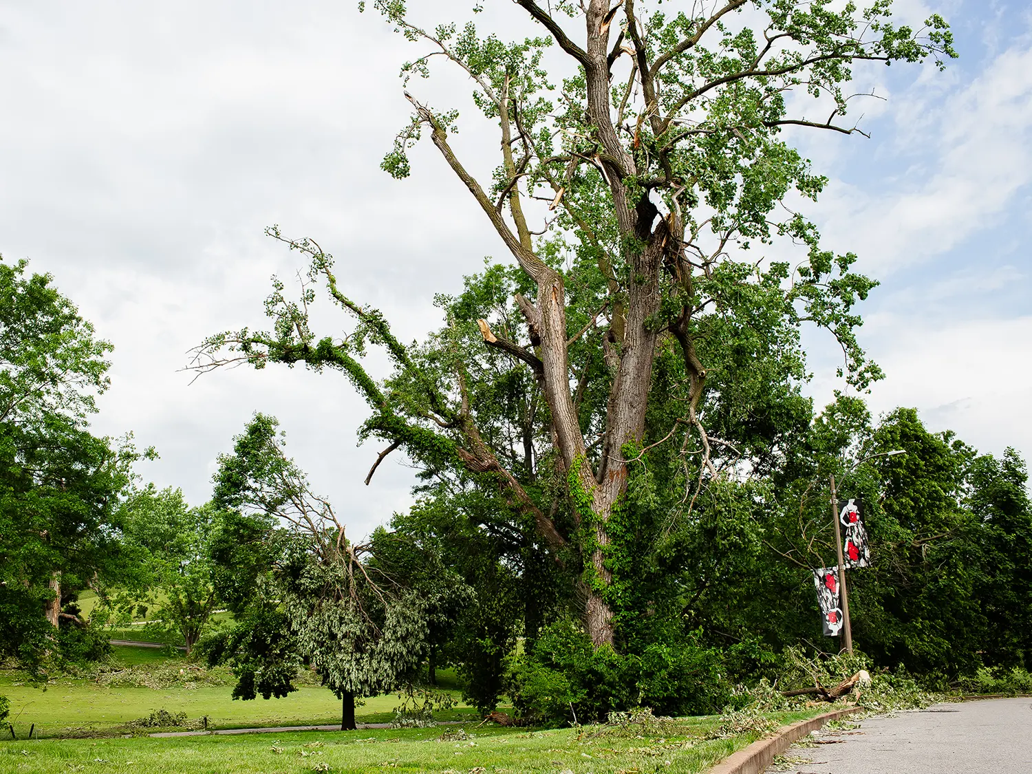 Ask Veronica: What should homeowners expect for the future health of trees left standing after the tornado?