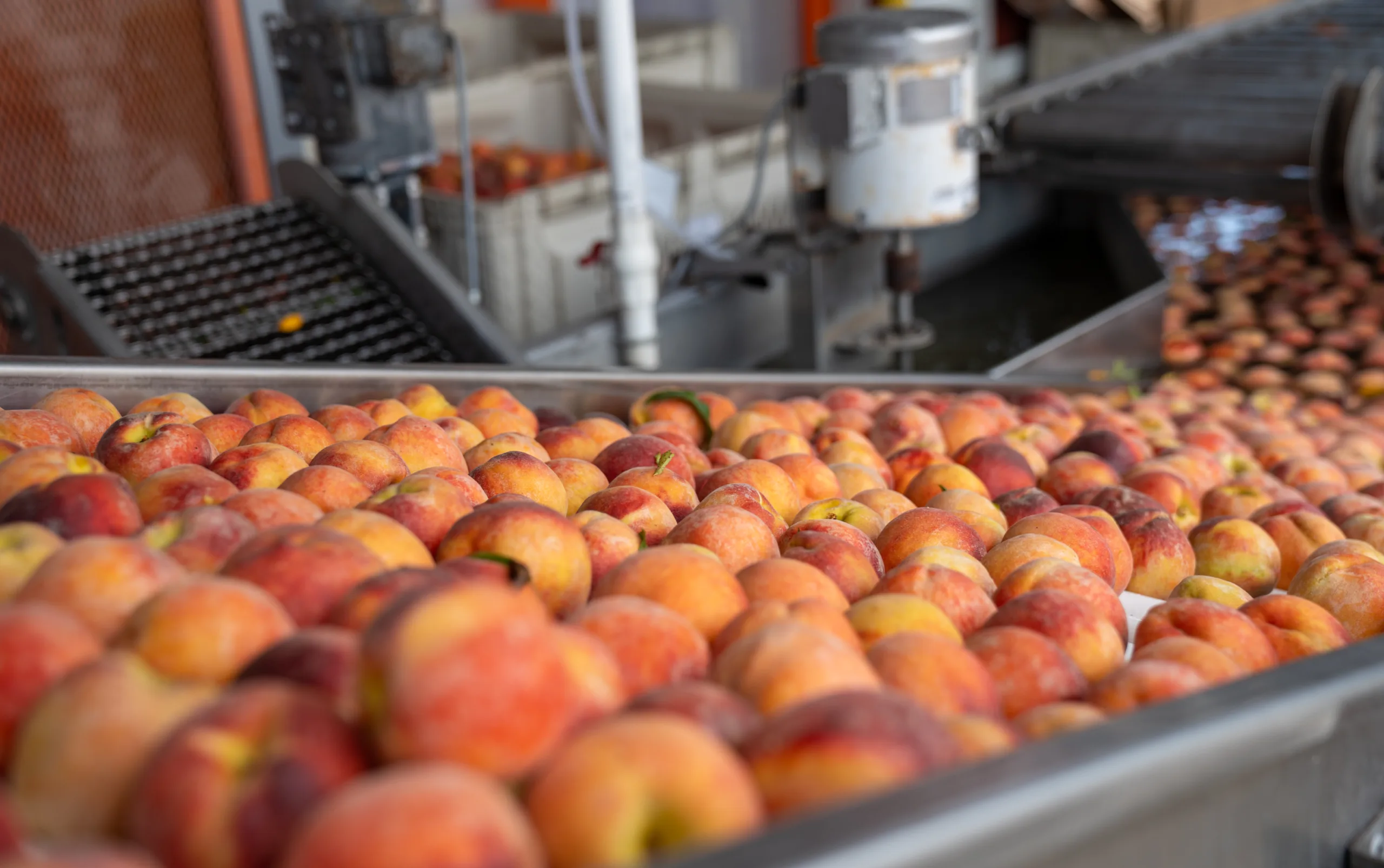 Eckert’s record peach crop is powering its Chicago expansion