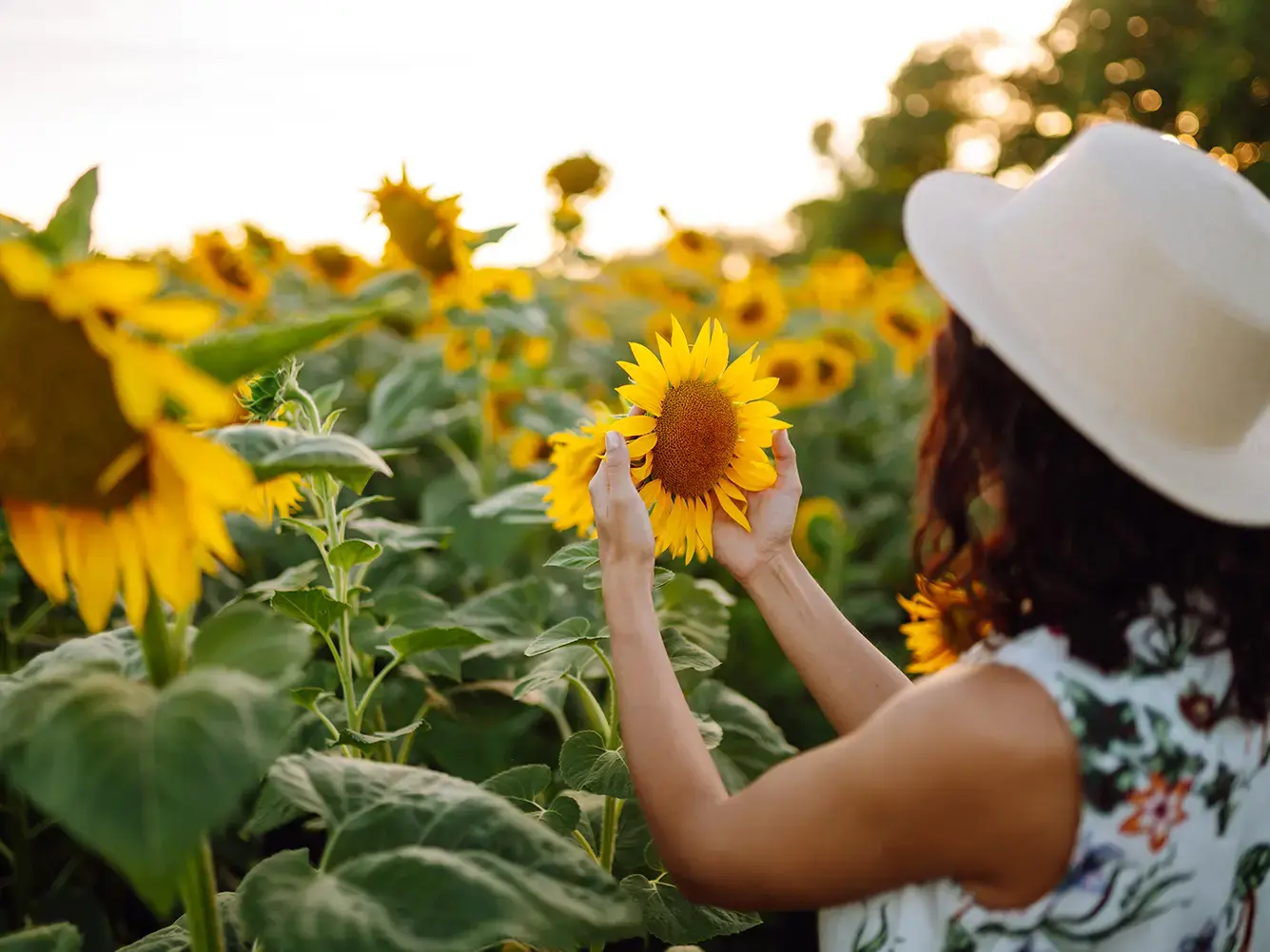 Scenic spots to see sunflowers within driving distance of St. Louis