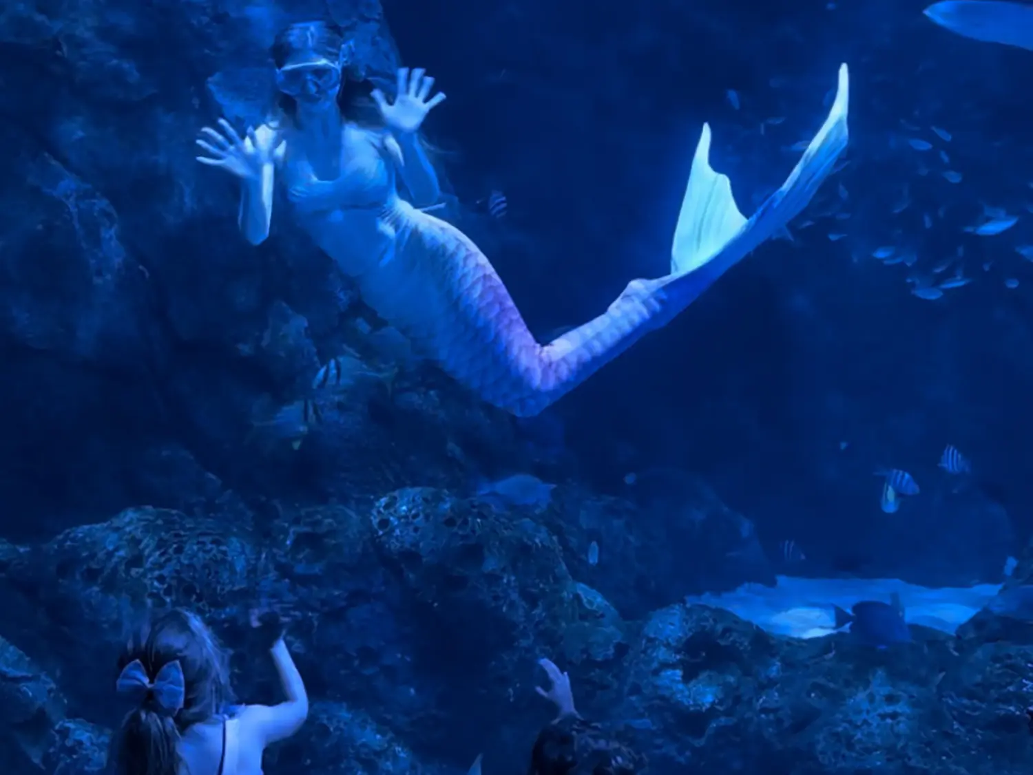St. Louis Aquarium brings the magic with “Mermaids on the Mississippi” 