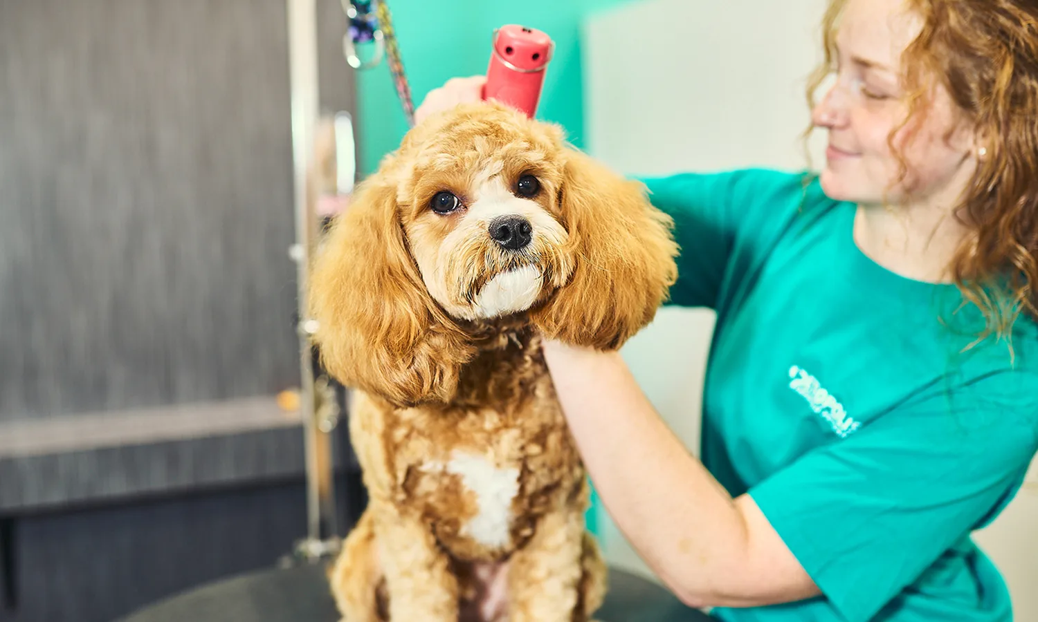 Dog getting groomed at Petropolis