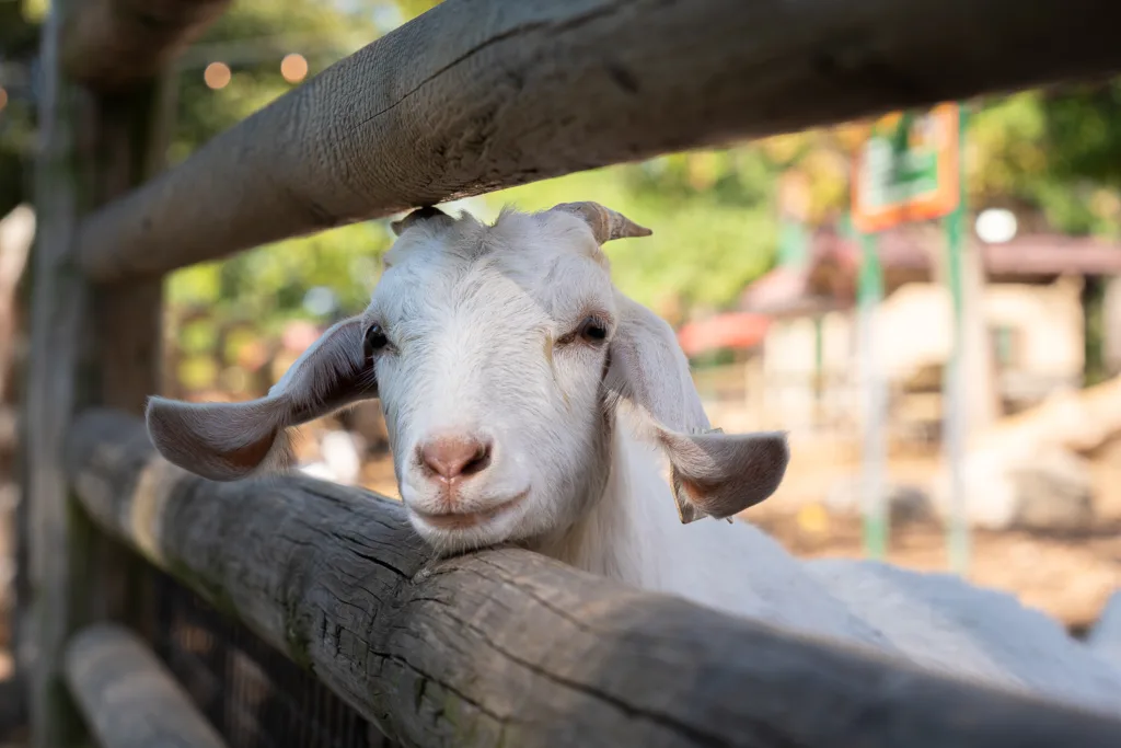 A goat at Grant's Farm in St. Louis, Missouri