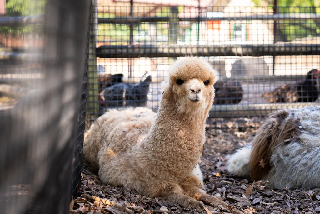 An alpaca at Grant's Farm in St. Louis, Missouri
