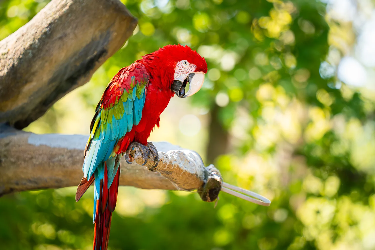 A Macaw at Grant's Farm in St. Louis, Missouri