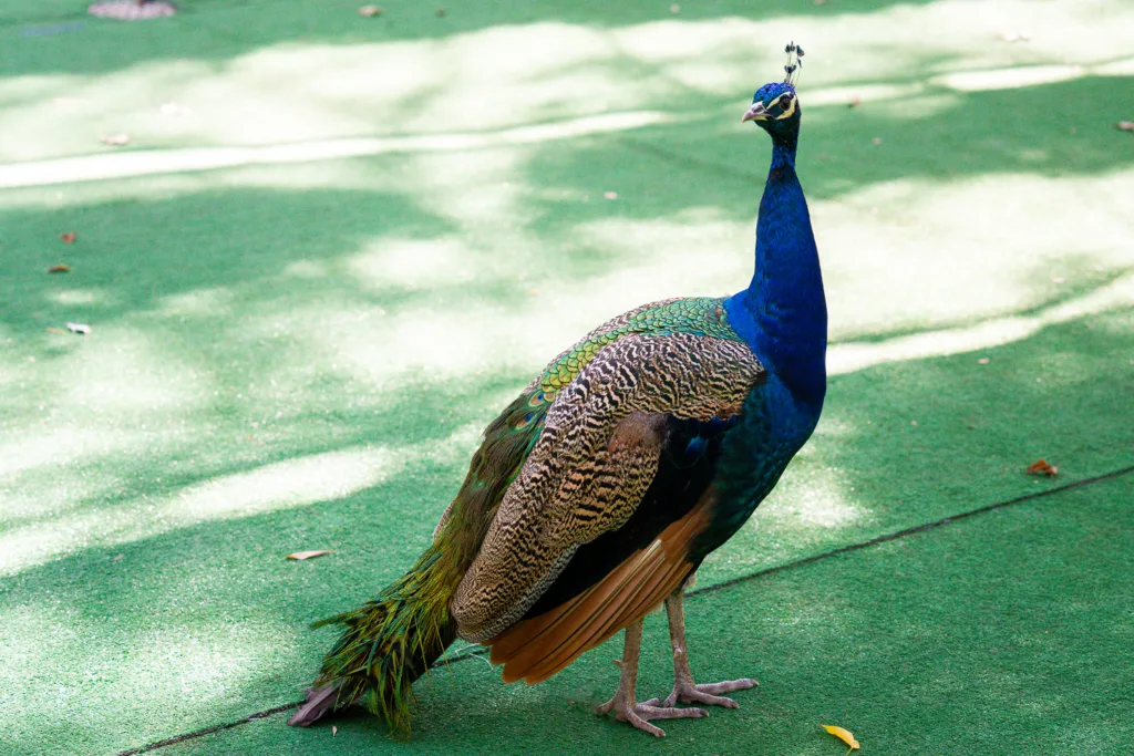 A peacock at Grant's Farm in St. Louis, Missouri