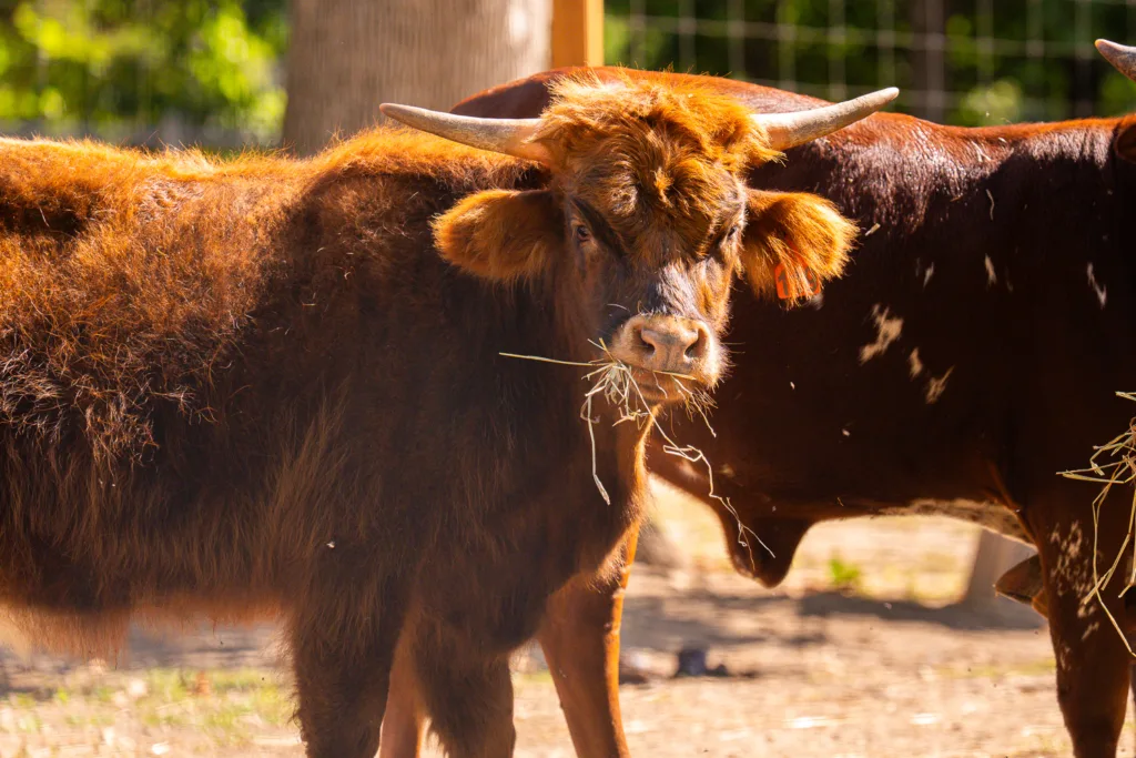 A water buffalo at Grant's Farm in St. Louis, Missouri