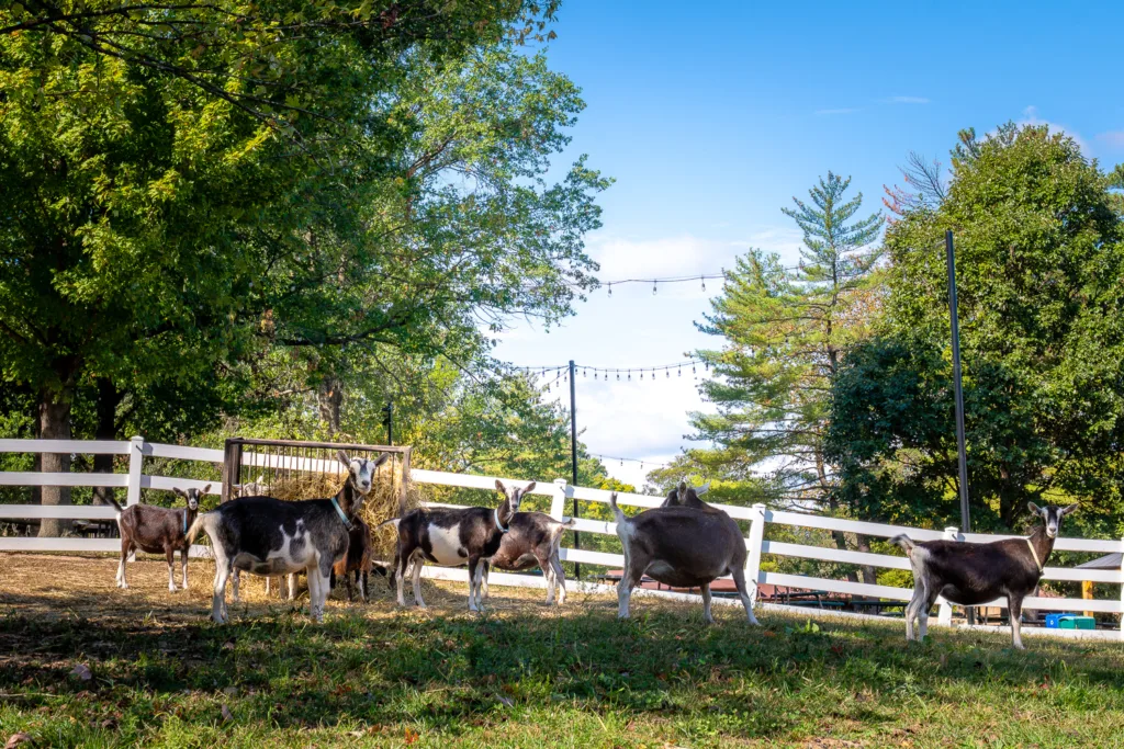 Goats at Grant's Farm in St. Louis, Missouri