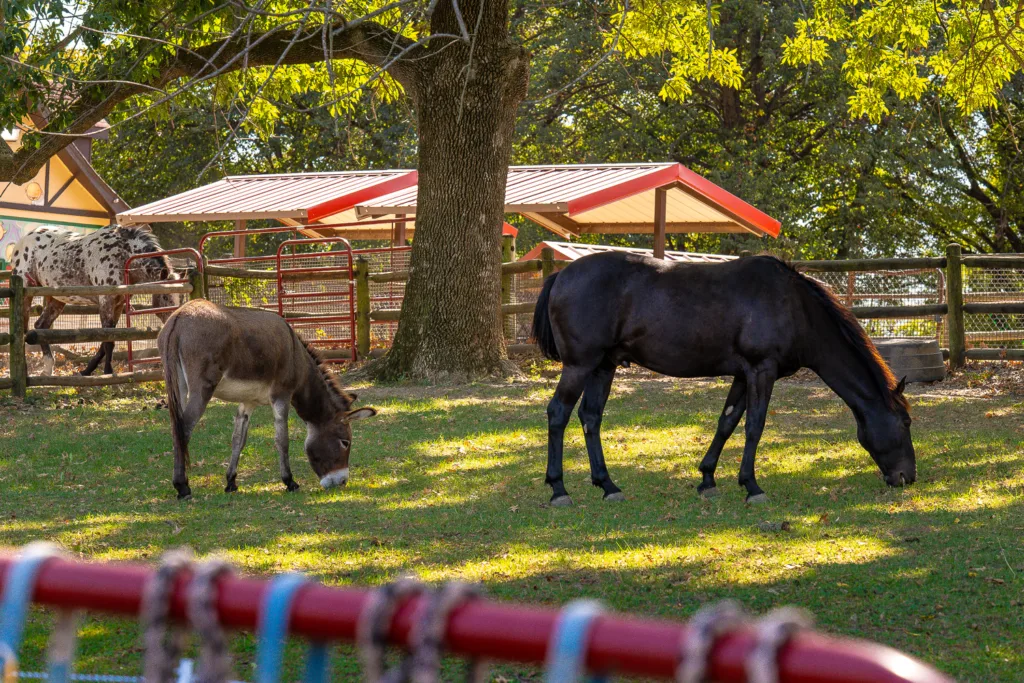 A donkey and a Mustang cohabitate at Grant's Farm in St. Louis, Missouri.