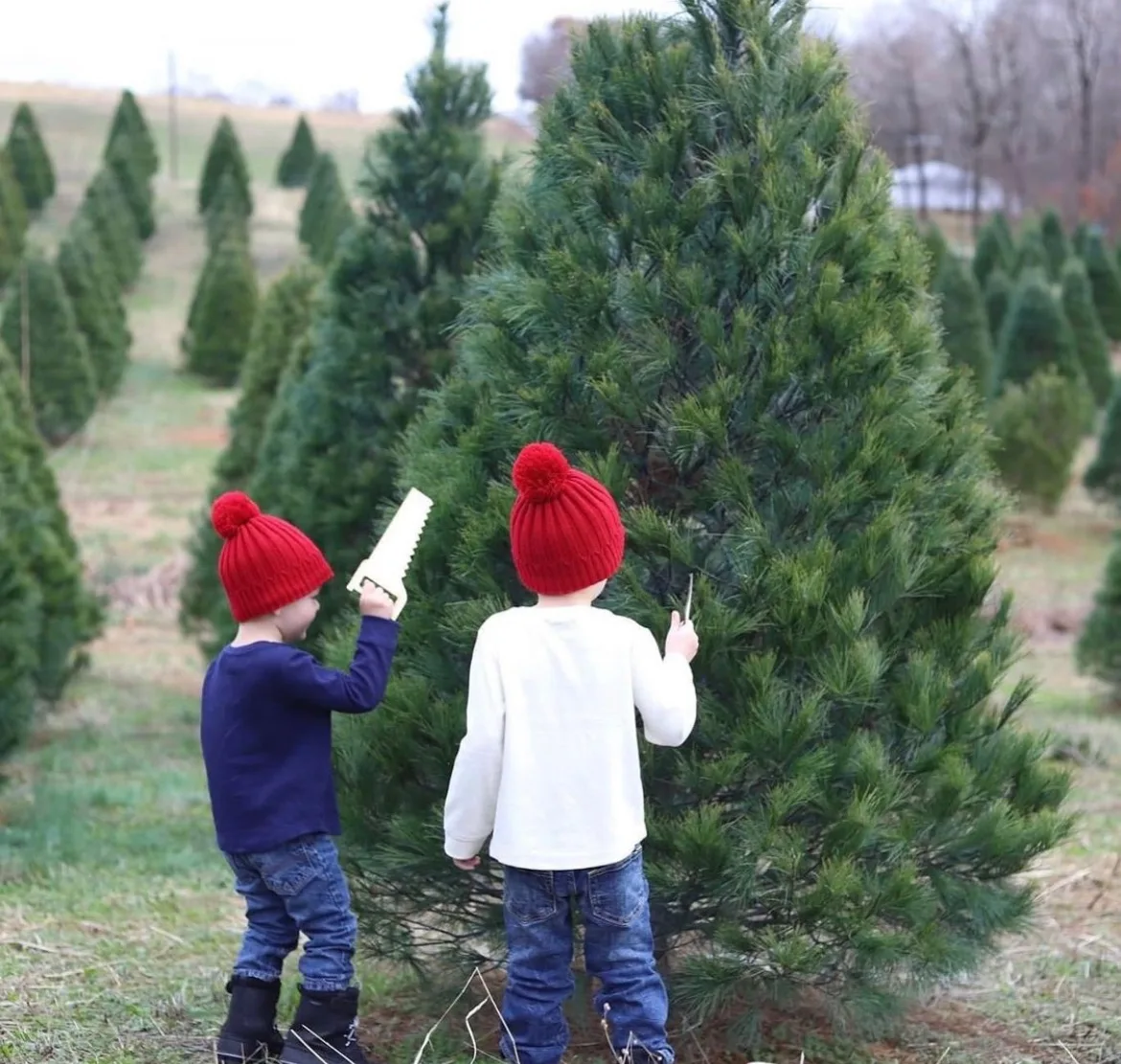 Where to cut down your own Christmas tree in St. Louis