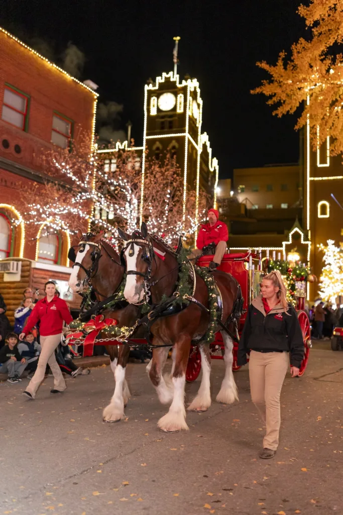 Two Clydesdales pulling a decorated Budweiser wagon during the Brewery Lights nightly parade.