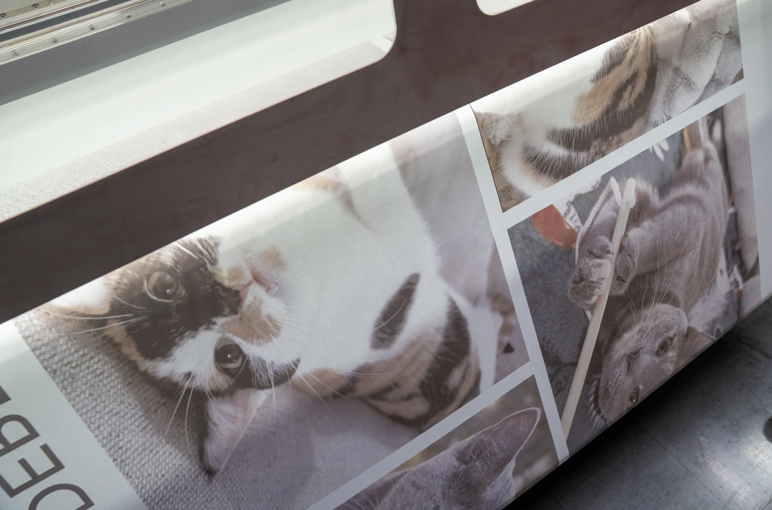 A paper with a cat image.
