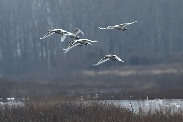 Birders gear up for Audubon’s annual Christmas Bird Count