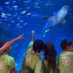 Camp Fins & Friends at St. Louis Aquarium