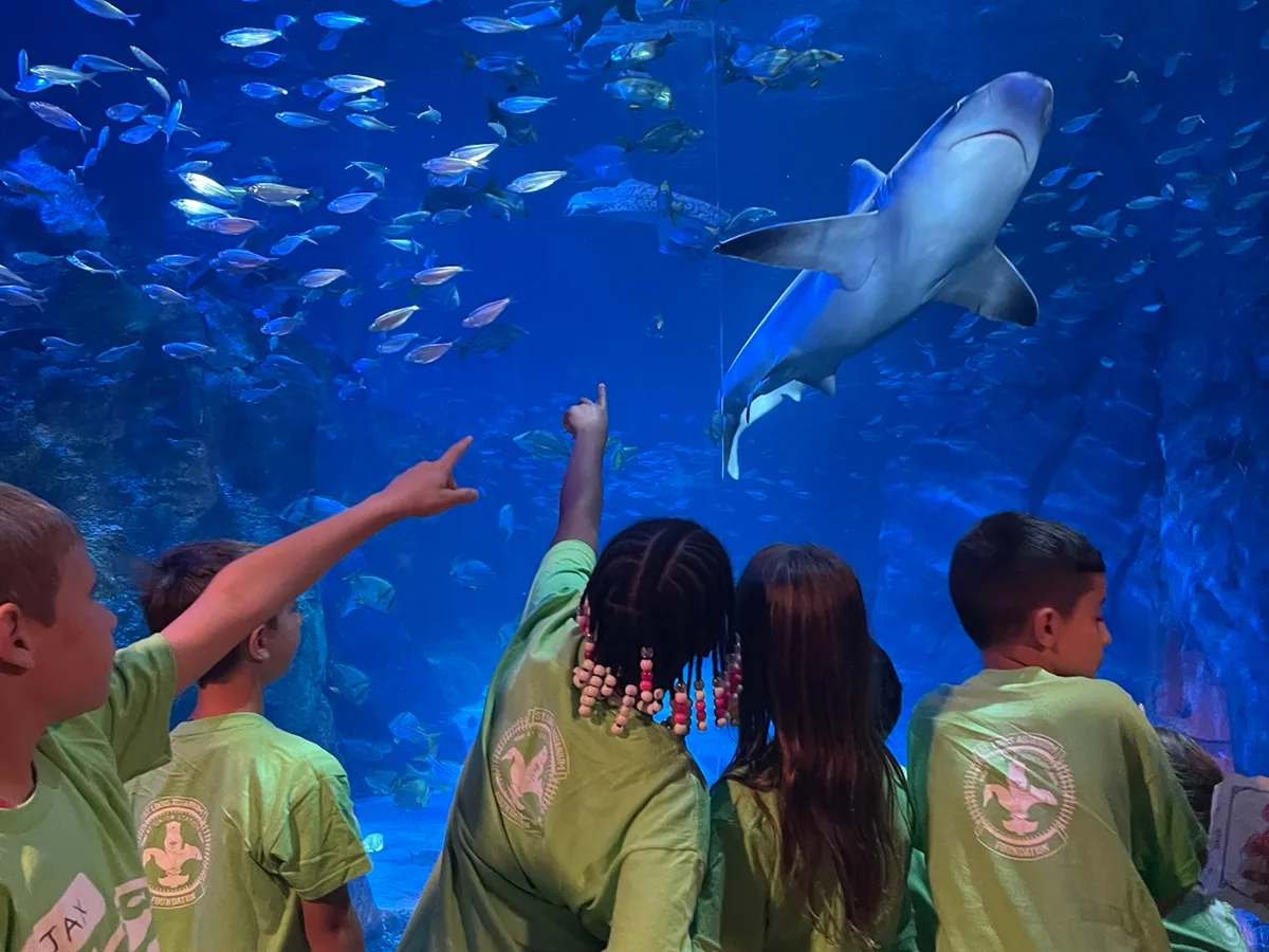 Camp Fins & Friends at St. Louis Aquarium