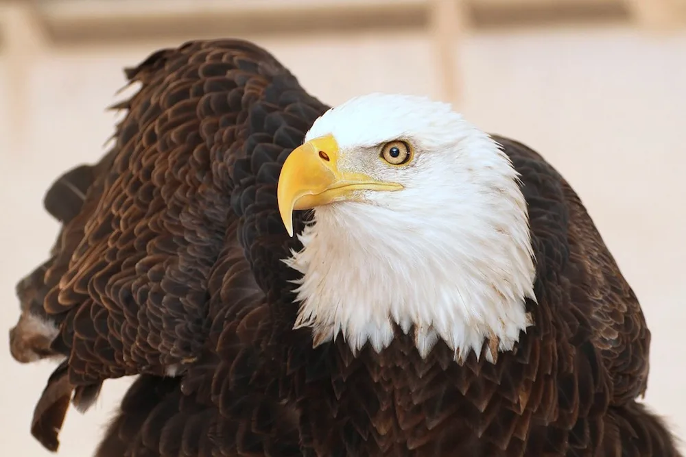Eagle Days return to metro St. Louis
