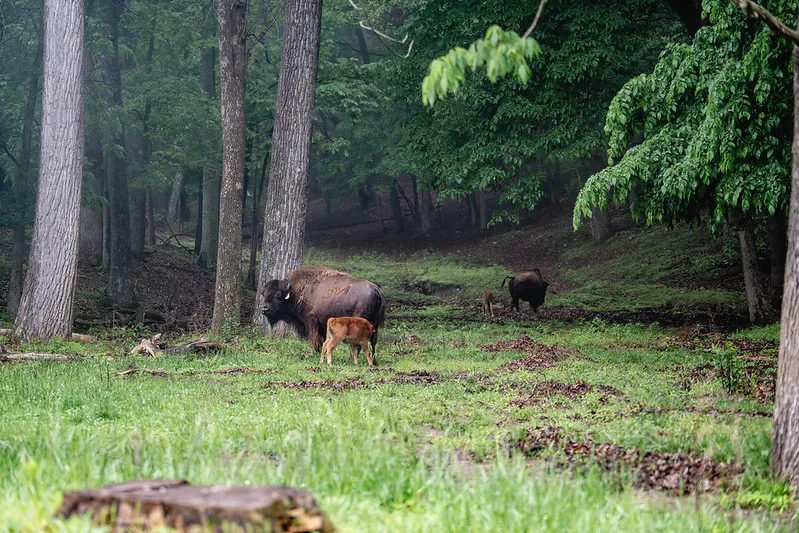 Lone Elk Park