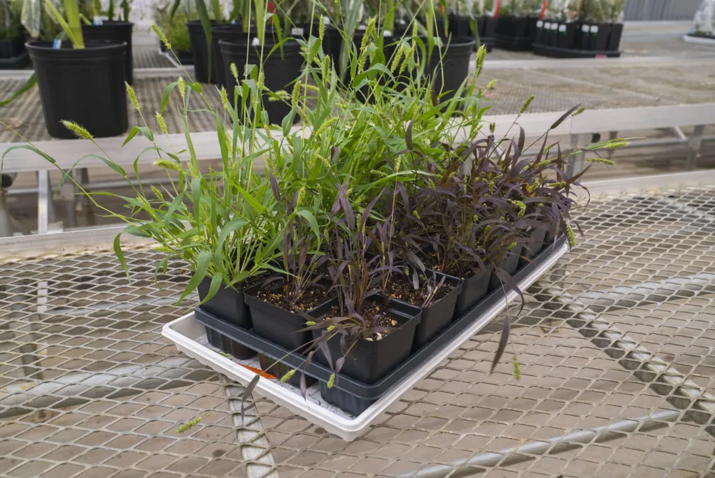 purple plants
