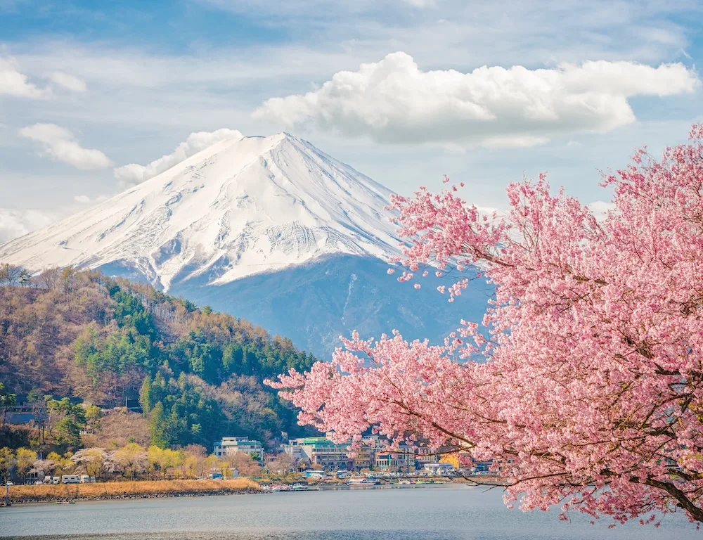 Cherry blossoms bloom near Mount Fuji in Japan during spring.