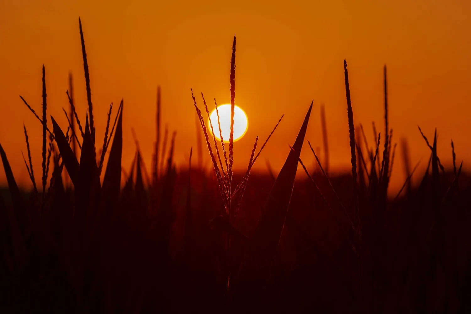 A close-up of corn at sunset.