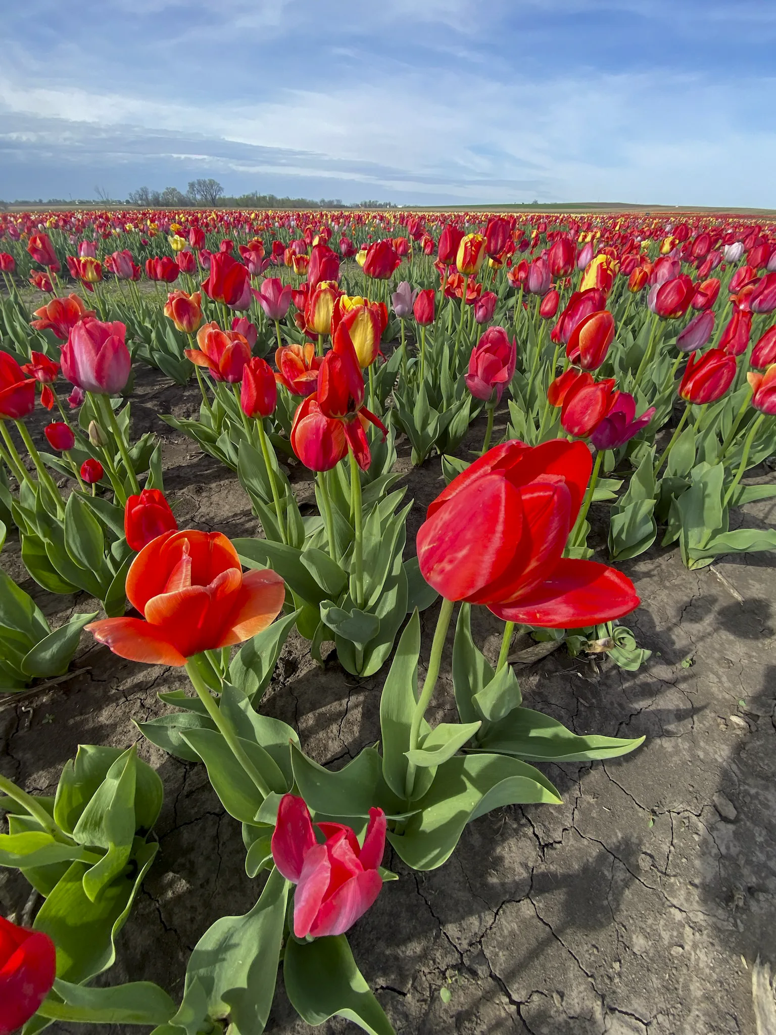 Eckert’s Farm debuts inaugural tulip season with 300,000 blooms in Belleville