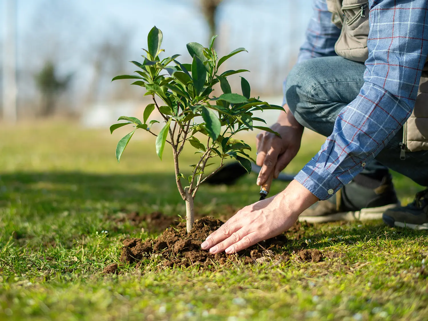 Ask Veronica: What do the pros wish you’d stop doing in your garden?