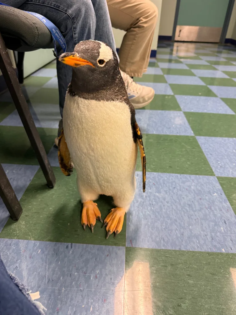Saint Louis Zoo's behind-the-scenes penguin tour