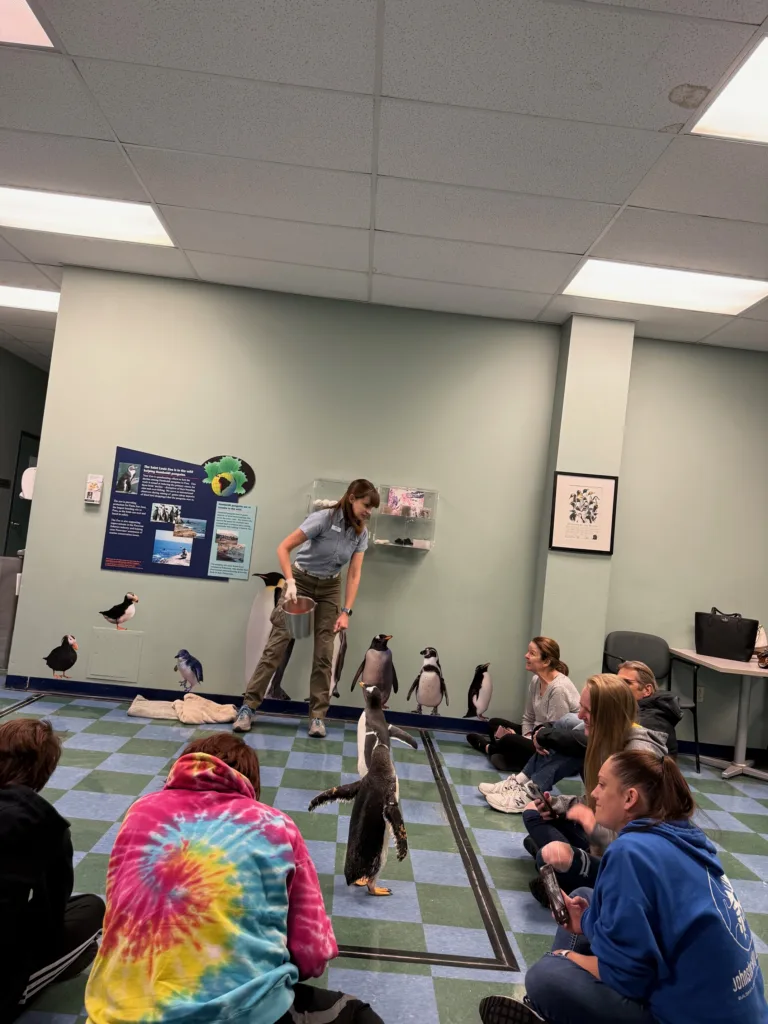 Saint Louis Zoo's behind-the-scenes penguin tour