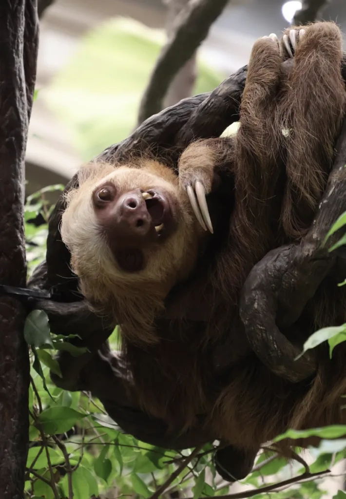 Rolo the two-toed sloth