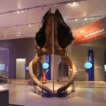 The Blue Whale Story is more than just a special exhibition, it’s rooted in real science and the tragic loss of nine endangered North Atlantic blue whales that became trapped in sea ice off the coast of Newfoundland, Canada, in 2014.
