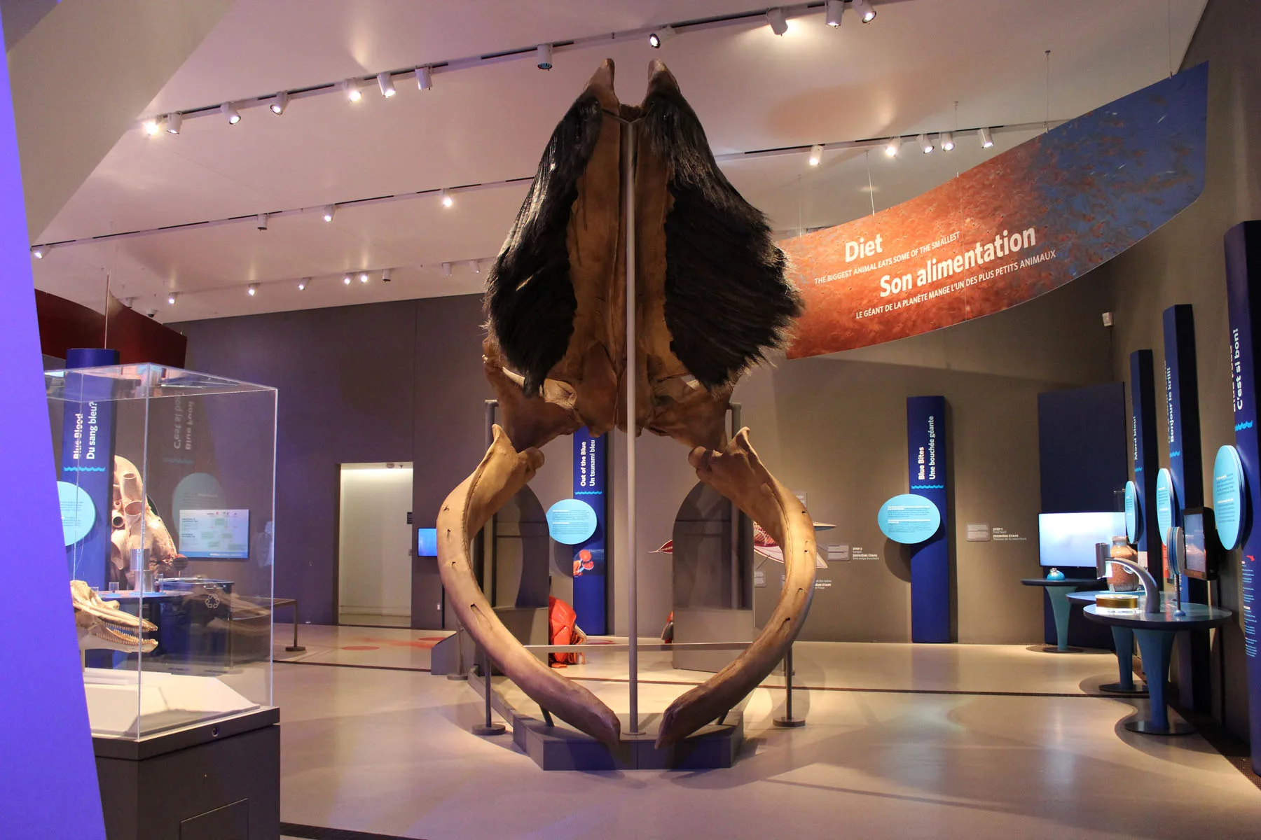 The Blue Whale Story is more than just a special exhibition, it’s rooted in real science and the tragic loss of nine endangered North Atlantic blue whales that became trapped in sea ice off the coast of Newfoundland, Canada, in 2014.