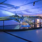 The Blue Whale Story is more than just a special exhibition, it’s rooted in real science and the tragic loss of nine endangered North Atlantic blue whales that became trapped in sea ice off the coast of Newfoundland, Canada, in 2014.