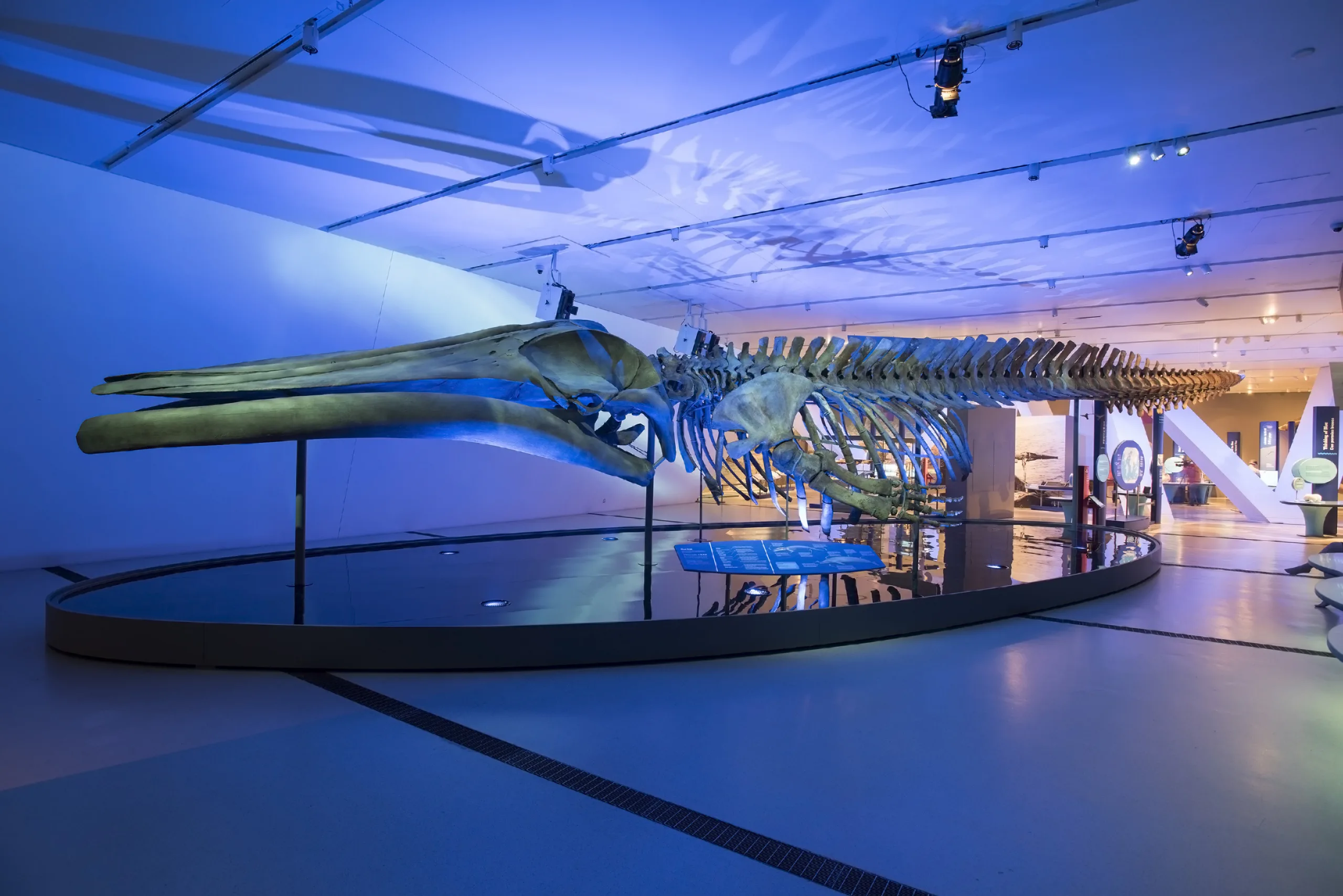 The Blue Whale Story is more than just a special exhibition, it’s rooted in real science and the tragic loss of nine endangered North Atlantic blue whales that became trapped in sea ice off the coast of Newfoundland, Canada, in 2014.