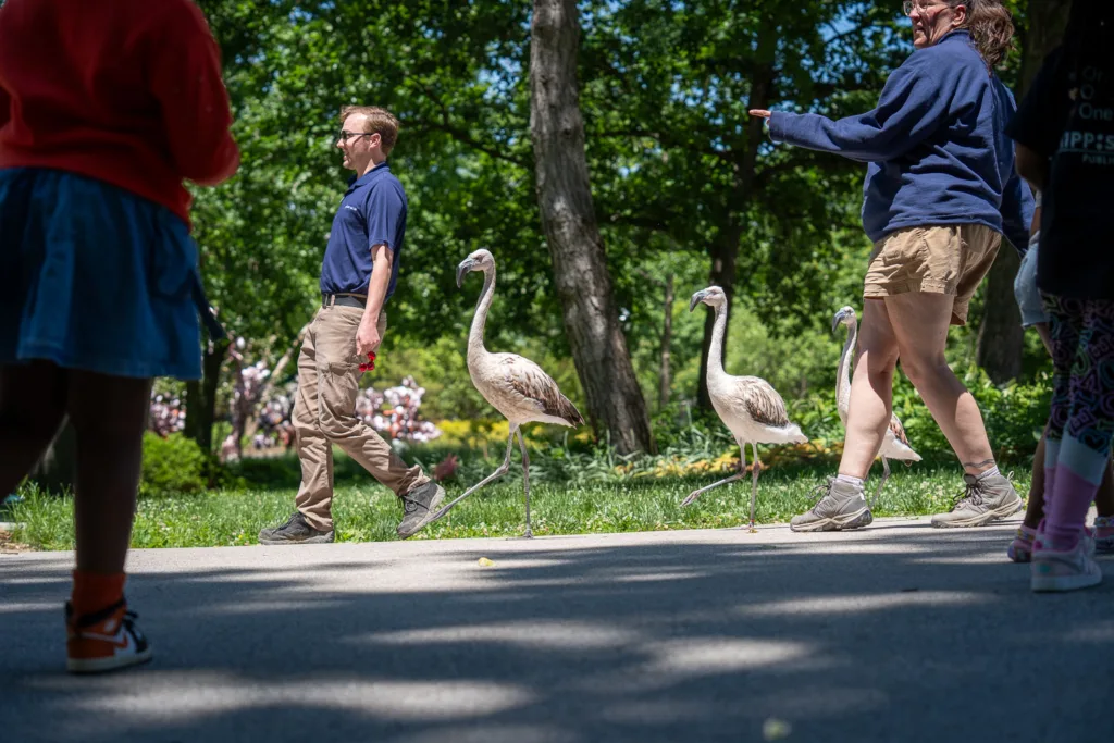 Adolescent flamingos are accompanied by Saint Louis Zoo staff on Historic Hill in between the Bird House and the Primate House. The animals are gaining experience with the public and children specifically for the Henry A. Jubel Foundation Destination Discovery, slated to open in late 2026.