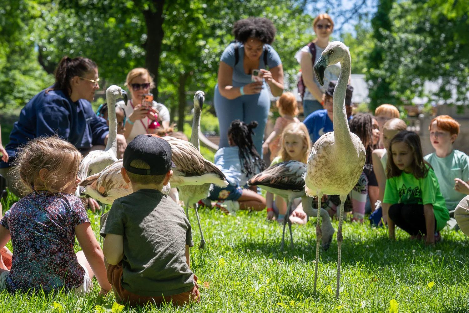 Adolescent flamingos are accompanied by Saint Louis Zoo staff on Historic Hill in between the Bird House and the Primate House. The animals are gaining experience with the public and children specifically for the Henry A. Jubel Foundation Destination Discovery, slated to open in late 2026.