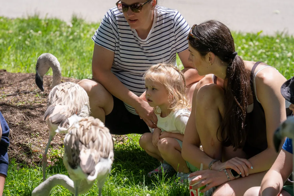 Sydney Smith, Macy Smith (age 3), and Kaitlyn McKinney get a close up look of young Pink Flamingos at the Saint Louis Zoo.