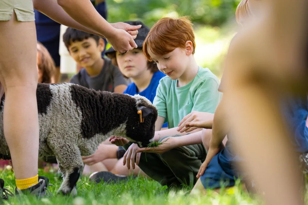 Axel Hocking, age 7, was one of several zoo-goers to experience an outing of sheep that will be housed in the future Henry A. Jubel Destination Discovery area for children.
