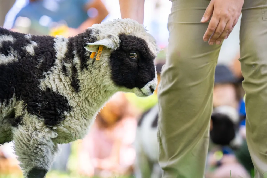 Several sheep are being periodically introduced to the public to help acclimate the animals to their future roles in the Henry A. Jubel Destination Discovery area for children.