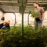 Researchers at Saluna, an agtech startup located within the 39North AgTech Innovation District, specialize in crop diversification.