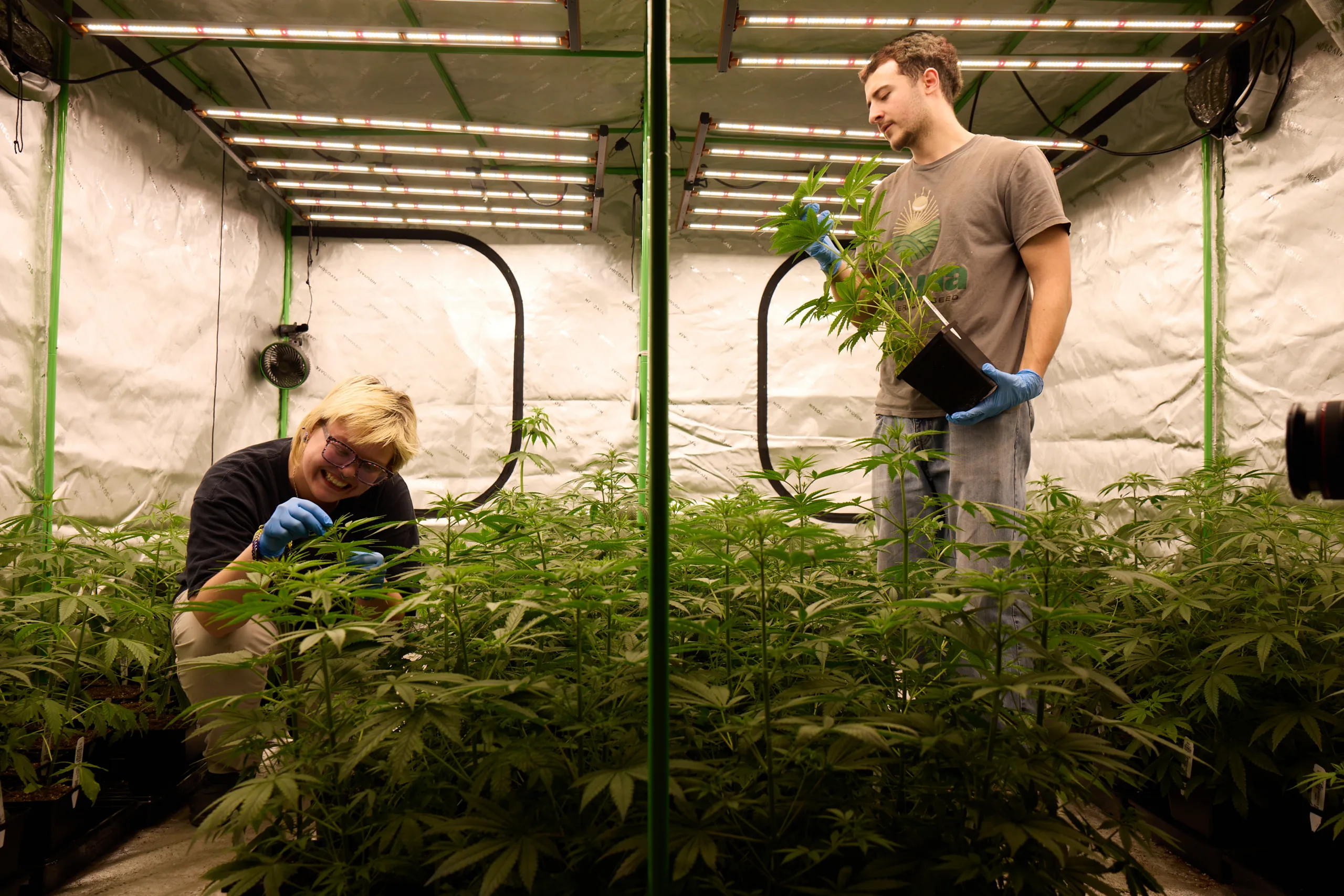 Researchers at Saluna, an agtech startup located within the 39North AgTech Innovation District, specialize in crop diversification.