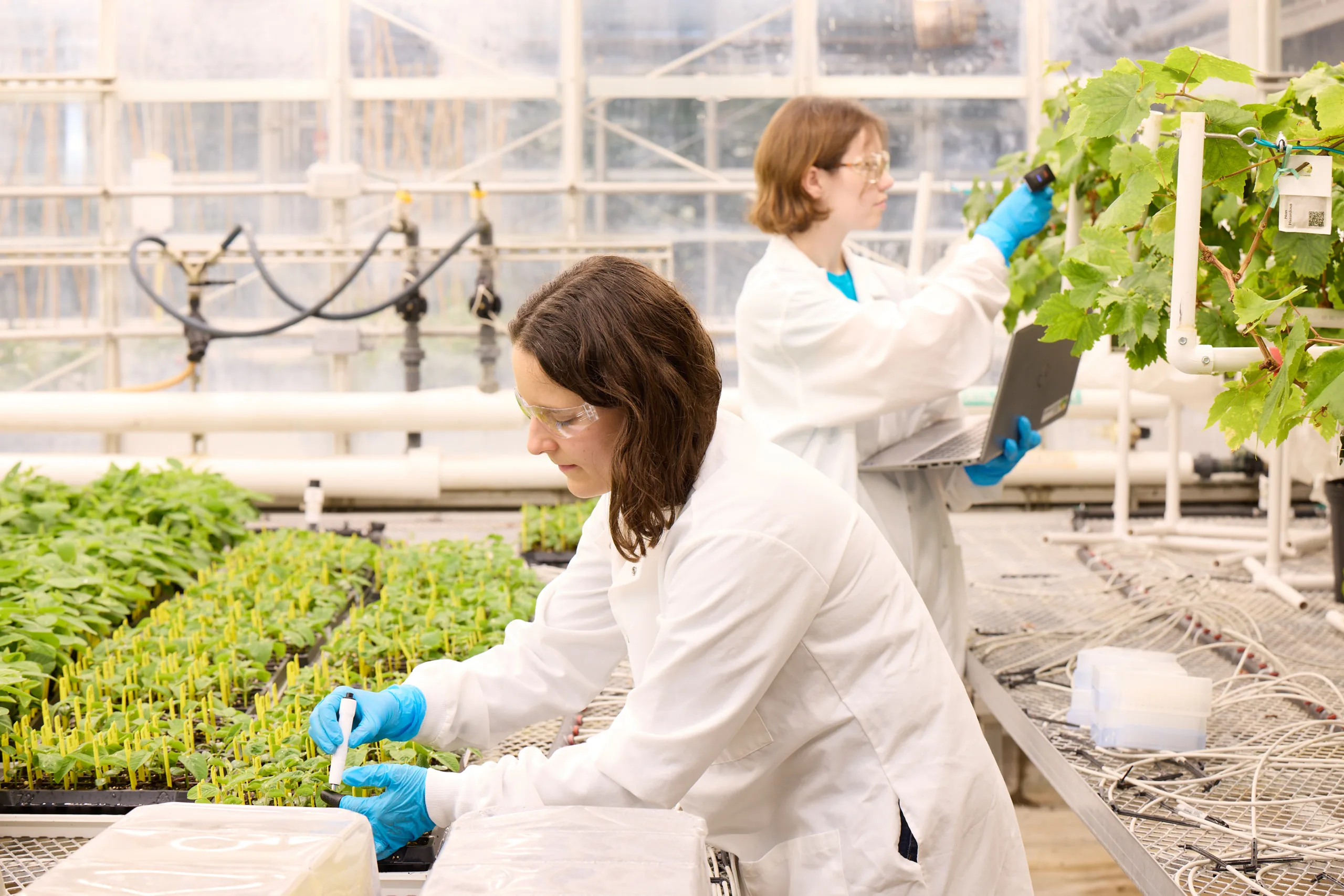 Scientists at Solis Agrosciences, a BioGenerator-founded contract research startup, conduct agtech research within the 39 North AgTech Innovation District.