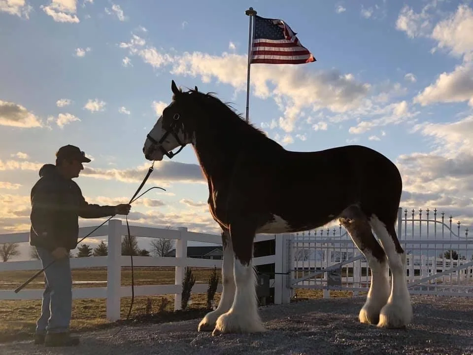 Clydesdale Experience at JFP Equine