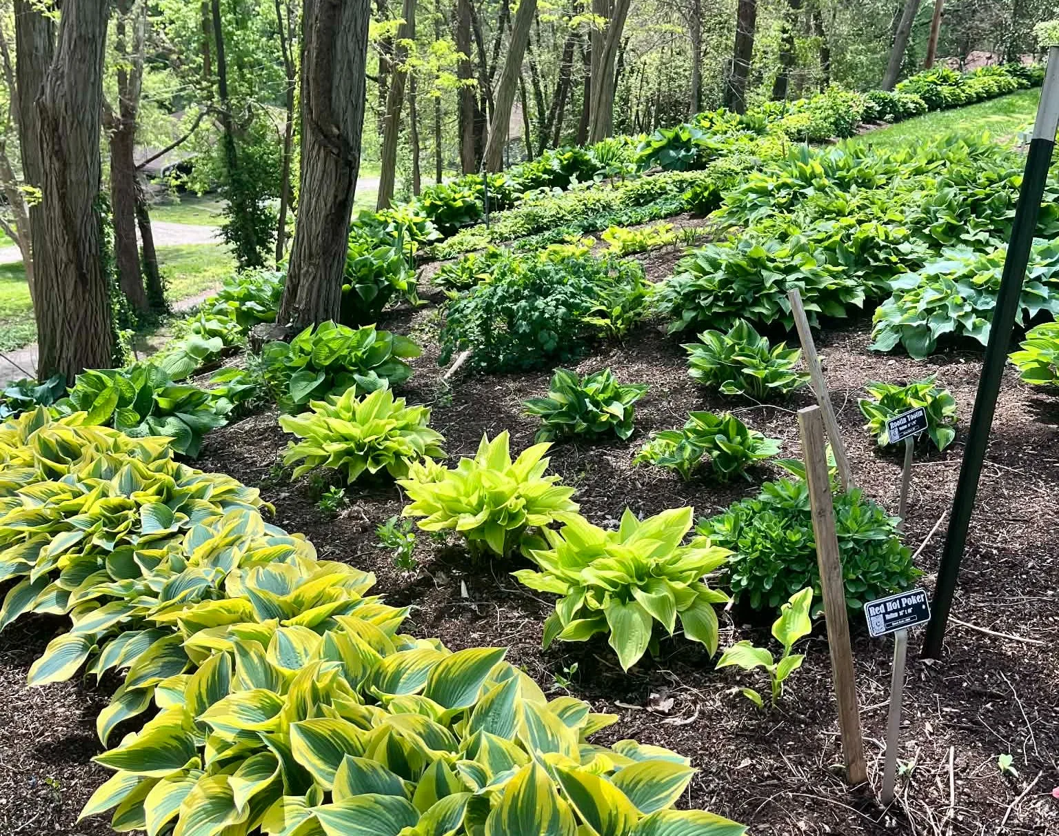 The display garden at Hostas on the Bluffs shows various hostas.