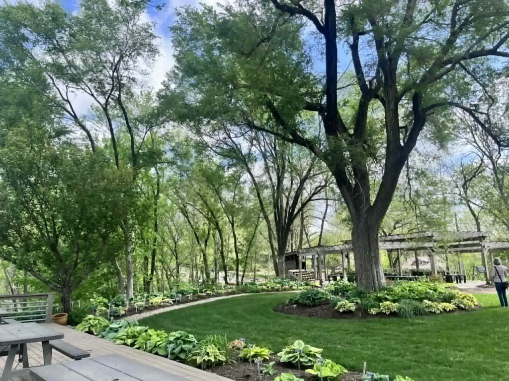 Trees and hostas are planted near a grassy lawn.