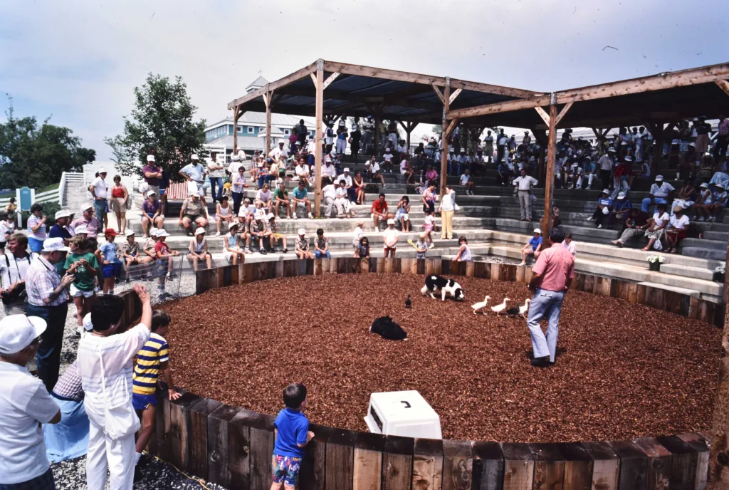 Crowds of families and guests fill an outdoor amphitheater during a live demonstration featuring farm animals.