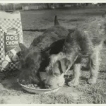 Dogs gather around a bowl of Purina Dog Chow